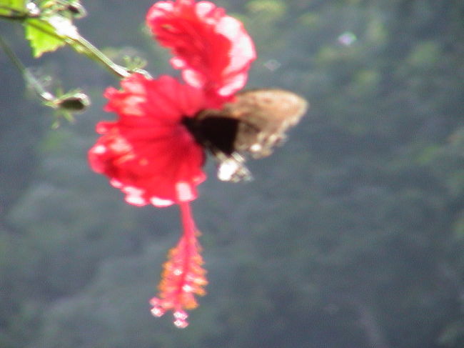 合間合間は、ティータイム。<br /><br />そして、<br /><br />それそれのコテージで、<br />好きなように過ごす。