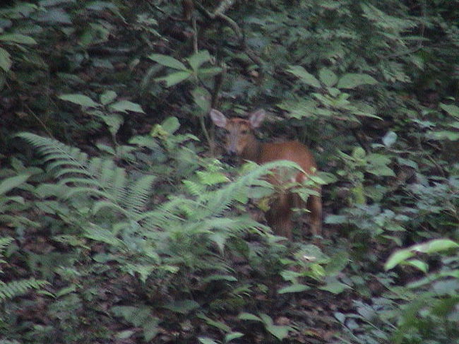 サイはいない。<br /><br />トラはもっといない。<br /><br />いるのは、シカだけ。<br /><br />楽しいけど、悲しい。
