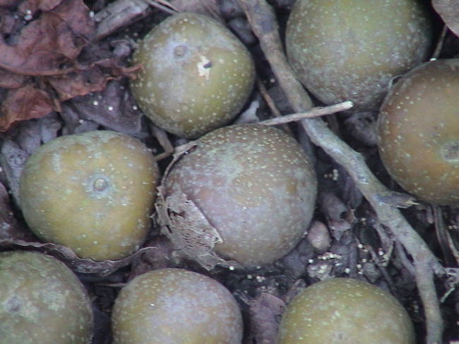 何かの実。<br /><br />説明してくれたが、<br />とっくに忘れた。