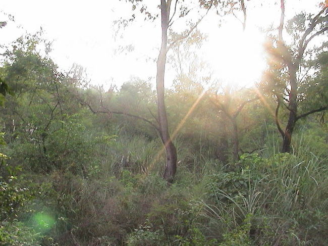 ２日目の夕方。<br />最後の象サファリ。<br /><br />当然のように、<br />シカばかり。<br /><br />すると、<br /><br />遠方から合図が。<br />