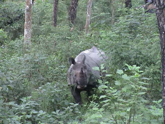 サイ！<br /><br />サイだけあって、最後に現れた。<br />のんきに草を食べてた。<br /><br />シカ以外の動物がいた。