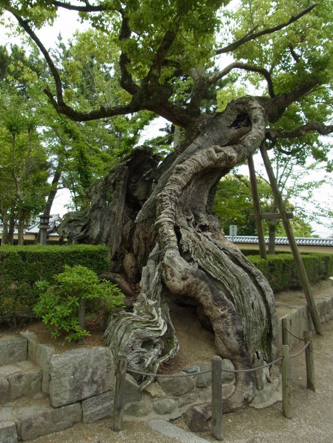 歴史がある場所には、立派な木もあります。