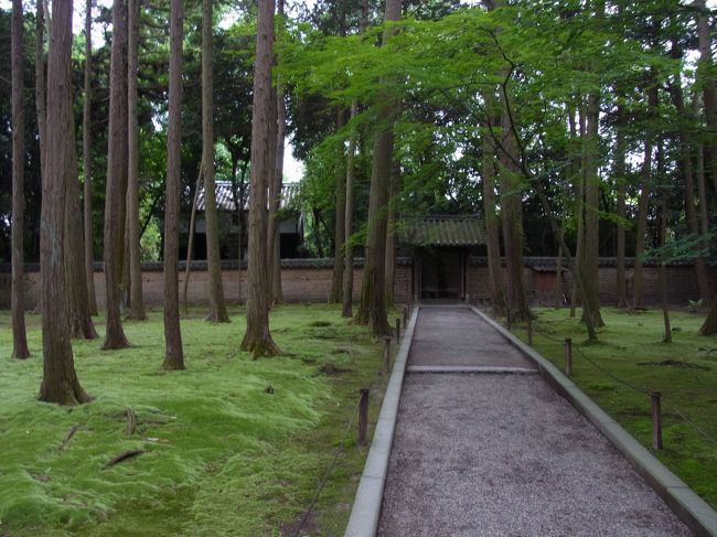 木々と苔で森林浴<br />空気も良く、気持がよいです。