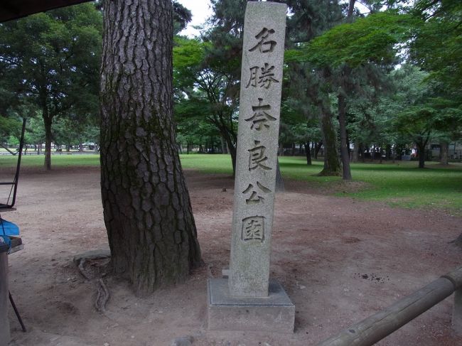 奈良公園です。<br />あちこちに鹿が居ます。<br />足元には、鹿糞だらけです。<br />フレッシュな鹿糞にはご注意ください。