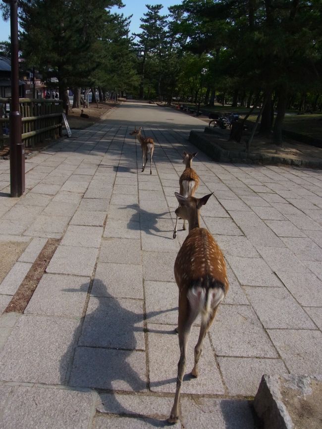 鹿先導のもと、一緒に大仏殿の方へ