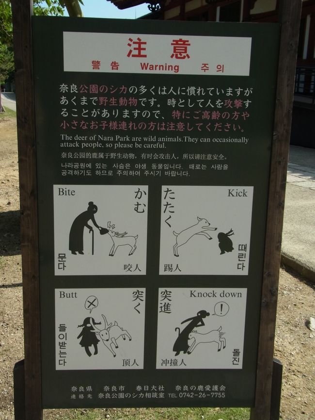 大仏殿に入る脇にお手洗いがあり、注意書き発見！<br />奈良鹿は野生動物なんですね〜<br />鹿の角触ってみましたが、暖かかったです。<br />攻撃されなくて良かった！