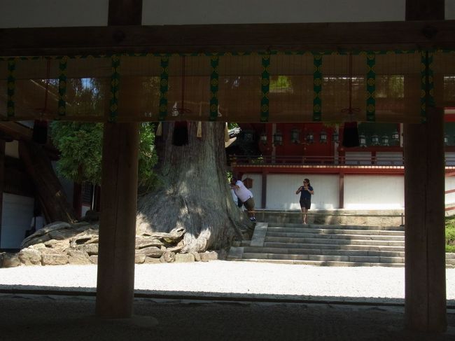 御神木<br />外国人の観光客も多数いらっしゃいました。<br />