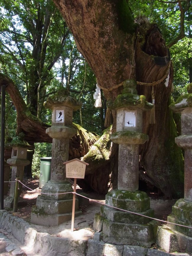 若宮大楠<br />３本の苗木が成長に伴って合着したものと言われているそうです。<br />