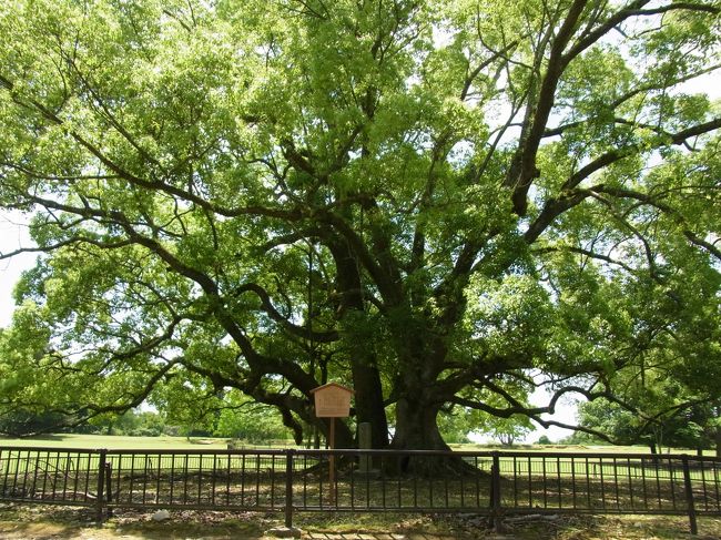 公園にも巨木がありました。<br />近づいていくと・・・<br />クスノキ<br />明治天皇植樹<br />１本に見えますが、３本のクスノキです。