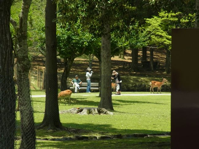 公園では、鹿と触れ合っています。