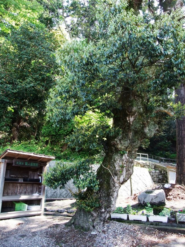 　これは泉神社境内にあった巨木です。<br />　ここでは、地元の人が野菜などを無人販売所で売っていました。私が覗いた時は、まだ朝早かったのですが、ワラビが出されていました。