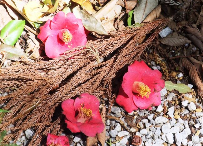 　境内の落ち椿も風情があります。