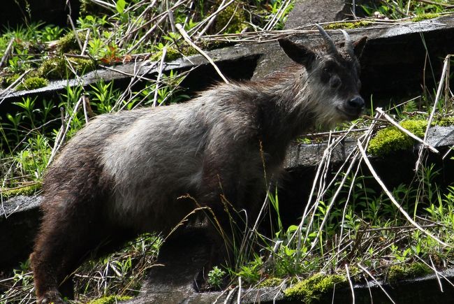 山梨で出会った野生動物たち 清里 八ヶ岳 山梨県 の旅行記 ブログ By Kemurさん フォートラベル 山梨で出会った野生動物たち 清里 八ヶ岳 山梨県 の旅行記 ブログ By Kemurさん フォートラベル