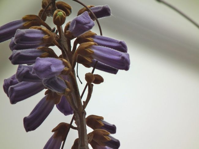 　ようやくFaider通りにやってきました。今日の第一目的の建築見物の始まりです。