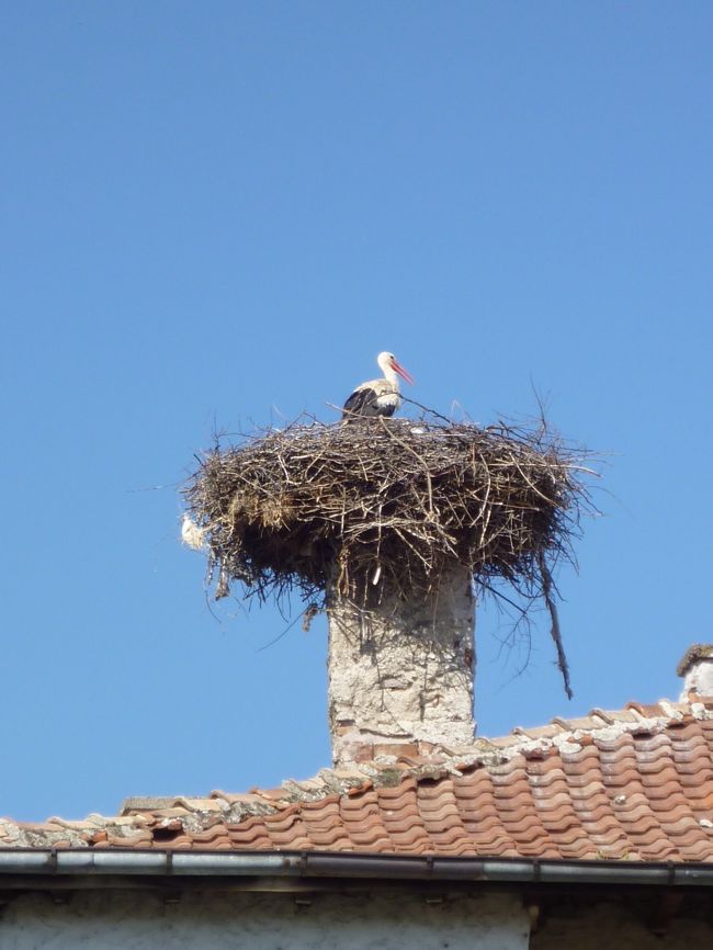 コウノトリの村、コチェリノボ<br />