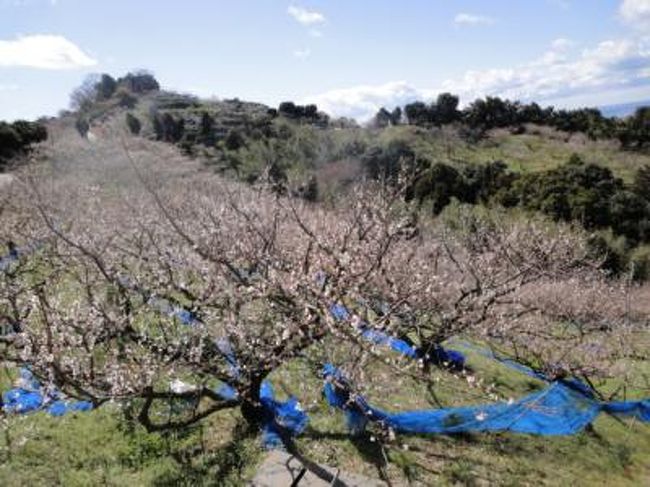 「一目百万、香り十里」と称される日本一の景観 <br /><br />