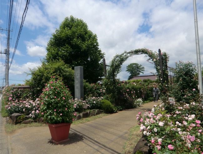 バラ園を訪ねて つくば市藤沢邸と常総市坂野家 つくば 茨城県 の旅行記 ブログ By まりも母さん フォートラベル