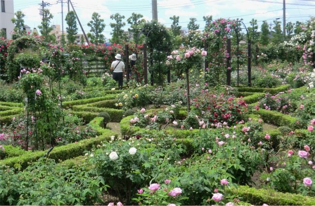 バラ園を訪ねて つくば市藤沢邸と常総市坂野家 つくば 茨城県 の旅行記 ブログ By まりも母さん フォートラベル