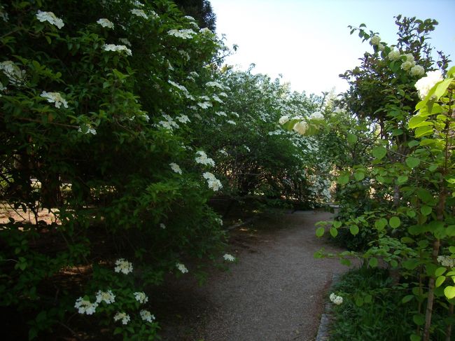 御影堂のそばに<br />鑑真和上の生地からとりよせた<br />（王＋京）部首変換ででるのかなこの字<br />（王＋京）花が満開であった<br /><br /><br /><br /><br />