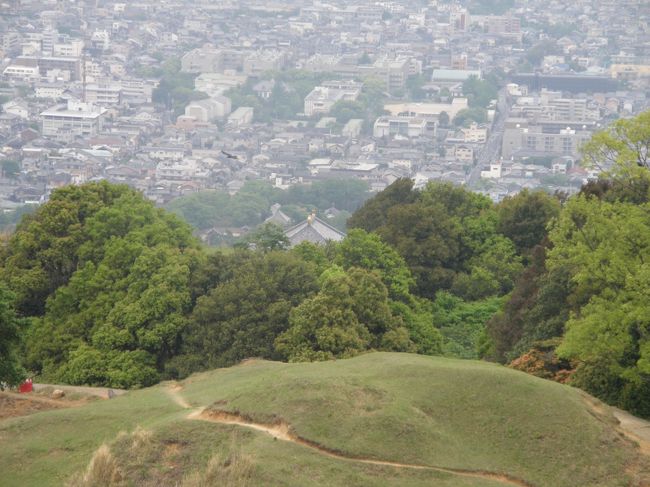 別に若草山観光に来たのではない<br />これから一人蕨狩りしながら東大寺まで下りるのである<br />若草山は三段腹になっていてその出っ張りで<br />全容が上からも下からも分からない部分あるのだそうだ<br />この三笠山とも呼ばれるお山火山だったそうである。<br />さ-てワラビだワラビだ
