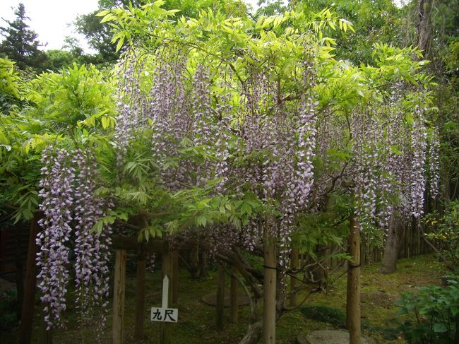 いよいよ最後おっと足裏が痛くなってきた<br />春日大社の神苑<br />萬葉植物園<br />何種類もの藤の花が咲いている<br />だけど何でこんなところまで撮影禁止と<br />するかね。勿論三脚は邪魔だけど。<br />あんまり私を怒らせると<br />藤の花など食ちゃうぞ<br />天麩羅にすると<br />甘くてうまいのだぞ<br />サラダだっていい筈だ<br />そういえば最近のマヨネ−ズなんであんな<br />だらしない味になったのかね？<br />キリリとした酸味もほのかな塩味も<br />ないドロッとしたわけのわからぬ物になってしまった<br />「（ガキじゃない）お子様にもお喜びいただける」<br />だって、そんなの相手にするなって<br />ついでにもう一つ<br />梅干は塩だけで作れって<br />蜂蜜入りは明記されてるので「買わないが」<br />うっかりすると氷砂糖を使っているのに<br />あたってしまう。「おこるぞもう」