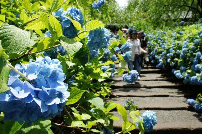 北鎌倉であじさい巡り 明月院を中心に東慶寺 浄智寺など 鎌倉 神奈川県 の旅行記 ブログ By たびたびさん フォートラベル
