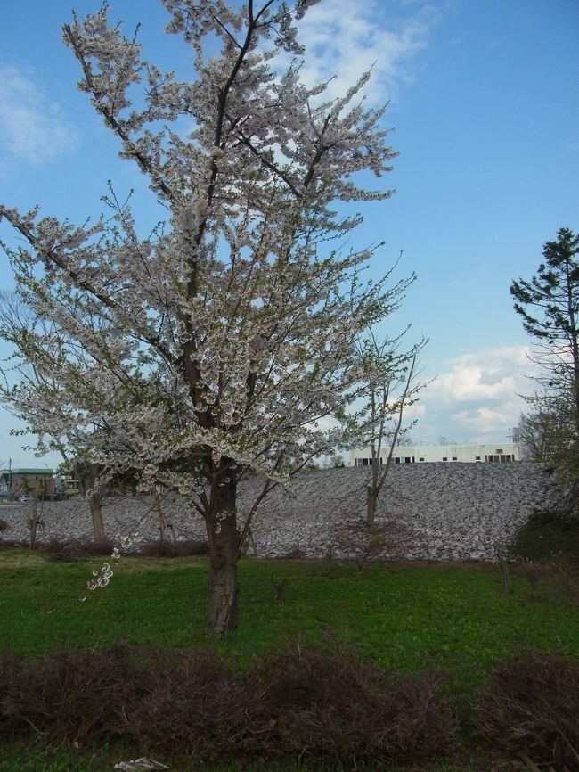 ぐるっと歩いてみたところ、桜も咲いていて綺麗でした。<br />また、その脇には雪！！<br />寒いはず！！