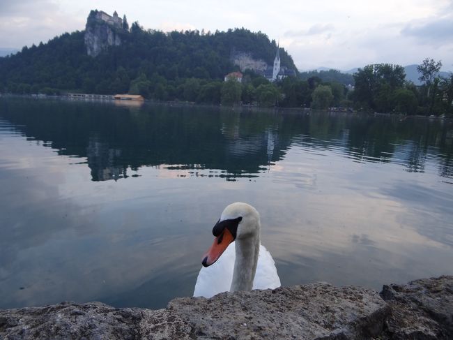 白鳥が寄ってきたけど、ごめん。何もないんだよ・・・