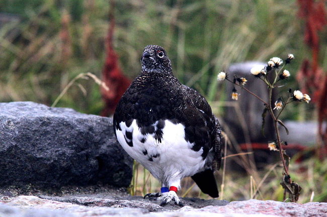 ラッキーな事にこの時期滅多に姿を見せない雷鳥に遭遇！！素晴らしい一日でした。