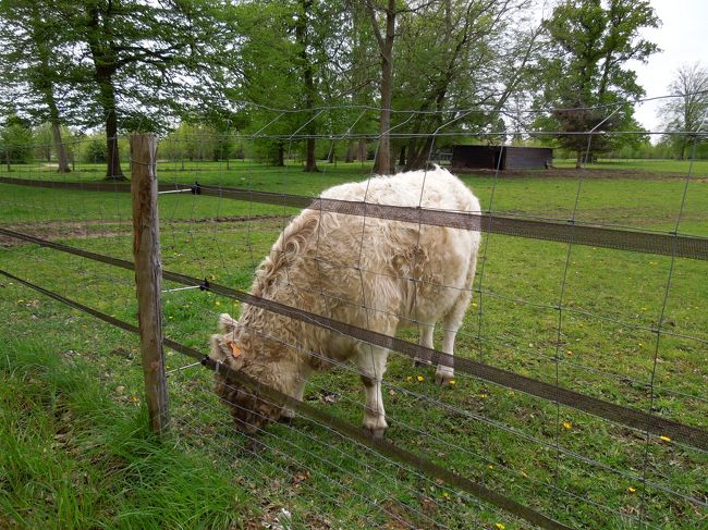 こんな毛の生えた牛にも遭遇