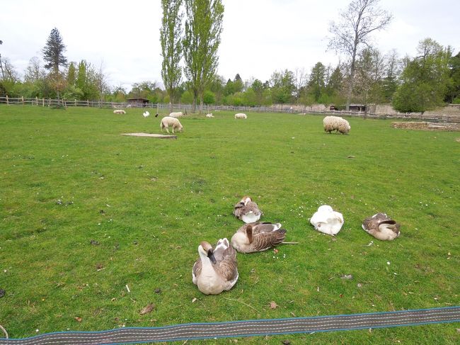 こんなのどかな農場を歩いて行きます。