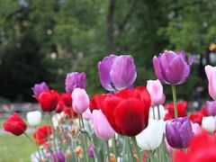 司法省や裁判所の建物の北側にある旧植物園。チューリップなど多くの花が公園を彩っています。この時間でも公園でのんびりする市民の姿が多くあります。