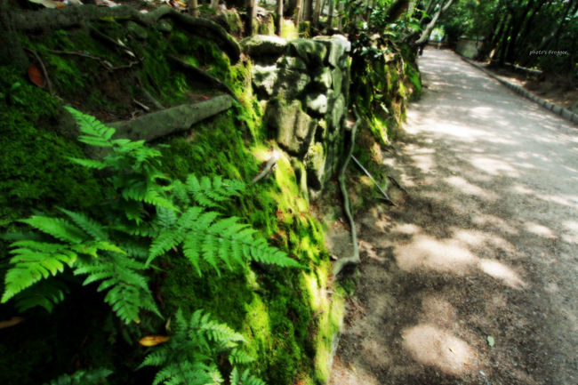 鑑真和上の御廟へ向かいます。<br /><br />廟の周りは土塀。境内と一転して静かな場所です。