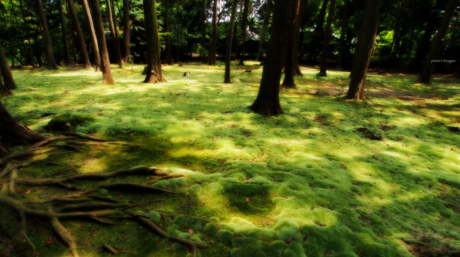 参道は苔が生えたお庭が続きます。<br />スゲー！！ヽ(｀◇´)/