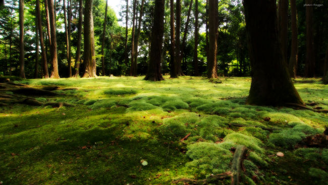 ま〜見事な苔の絨毯。<br />