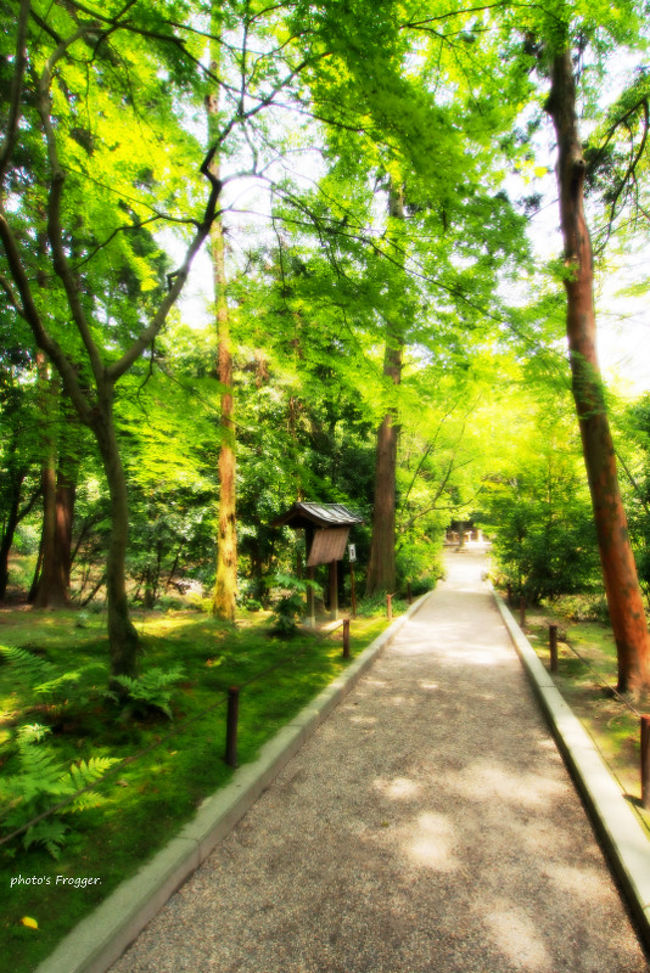 御廟への参道。<br />この日は参拝客も少なく、静かで木漏れ日のみ。