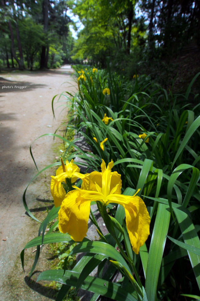 戒壇へ向かいます。<br />参道に沿って咲いているのはカキツバタですかね？
