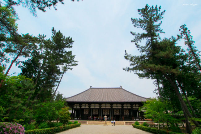 栄叡と普照を乗せた第9次の遣唐使船は天平五年(733)、無事に大陸へ着岸します。<br /><br />栄叡と普照は評判の良い僧の噂を聞きつけては、弟子を日本に渡らせてくれないかと頼んでいったそうです。<br />しかし当時の唐は国民の出国は禁止。<br />密出国者は死罪とされていました。<br /><br /><br />この決まりを破ってまで日本に来ようとする僧はおらず。<br />名僧と呼ばれる僧にあっても渡航は弟子などの反対からうまくいきません。<br />しかも遣唐使船は日本の事情(予算欠如)でしばらく中止になります。<br /><br />日数が過ぎること9年、栄叡と普照は鑑真の噂を聞きつけます。<br />2人は鑑真に会い、弟子を紹介してもらおうとしました。<br /><br />しかし弟子たちはみな危険な渡航に希望する者はいません。<br />鑑真はみずから日本に行くことを決意するのです。<br /><br />鑑真の渡航失敗は5度に及びます。<br />唐の皇帝・玄宗は鑑真を尊び手放そうとしなかったために密出国と言う形を取らざるをえなかったのです。<br />そして鑑真の弟子による渡航妨害も起こりました。<br /><br />栄叡と普照も数度と投獄、栄叡は5回目の渡航中に亡くなります。<br />鑑真自身も眼病に侵され失明してしまいます。<br /><br />日本からの20年ぶりとなる遣唐使船(第10次)が来ます。<br />6度目の渡航、この船で鑑真は日本の地を踏むことになるのです。<br /><br />薩摩に上陸した鑑真は平城京にて大僧都(最高位)の位を授かります。<br />そして孝謙天皇より戒壇設立と授戒に関して一任されます。<br /><br />東大寺大仏殿の前に戒壇を設置、聖武上皇・孝謙天皇を筆頭とする440名に国内初となる授戒を行ないました。<br />鑑真はこの戒壇を東大寺の西部に移し、戒壇院を建立。<br />常設の授戒施設となりました。<br /><br /><br />鑑真は東大寺にて5年をすごします。<br />この間に朝廷と鑑真は対立することになります。<br />僧侶を少なくしたい朝廷と、少しでも多く僧を育てたい鑑真。<br />鑑真は大僧都を解任、「大和上」の称号を受けることによって自由に戒律を伝えられる身となり東大寺を出ることとなります。<br /><br /><br />そして天平宝字三年(759)、新田部親王の旧宅地を賜り戒律の専修道場(律宗の研究道場)である「唐律招提」を開きます。<br />これが現在の唐招提寺の始まりとなったのです。<br /><br /><br />鑑真は唐招提寺の開基にあわせて、戒壇を造ります。<br />この戒壇での授戒は非公式となってしまいますが、鑑真を慕って僧となろうとする者は次々とやってきたと言われます。<br />鑑真は現在でいう社会福祉にも力を入れ、孤児や飢餓する人々を救済することに力を注ぎました。<br /><br />天平宝字七年(763)、鑑真は77歳にて入寂。<br />「何惜身命」。<br />本国で安息に過ごすことよりも、仏教のために、日本のために命をかけてくれたお坊さんでした。<br /><br /><br /><br />