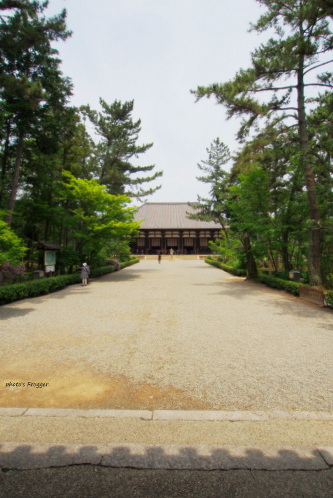 さてさて金堂へ向かいます。<br />玉砂利の参道。<br /><br />金堂は平成の大修理として1998年〜2009年まで、10年以上をかけて調査・修復されました。<br />1998年6月から調査開始、2000年1月から素屋根建設(素屋根解体2008.03)が始まります。<br /><br />この際の調査によって金堂は江戸時代と明治時代に修復されてはいますが、それ以前の中世期まではそのままだったことがわかりました。<br /><br />事前調査は、平成7年(1995)の阪神大震災が契機となりました。<br />地震での被害や強度を調べていくうちに構造に問題も発生したため、解体しての補強が行われています。<br /><br />この際に軒中の木材が天応元年(781)に伐採されて使用されたことが分かりました。<br /><br />創建から900年、戦国期を超えてオリジナルのまま保った金堂は奈良時代の金堂建築としては現存するものとしてはこれだけとなります。<br /><br />現在の金堂屋根の鴟尾は平成の大修理によって新しく造り直された物です。<br />奈良時代の鴟尾は西側、鎌倉時代の鴟尾は東側に設置された物だったそうですが、現在は新宝蔵にて保管・展示されています。<br />