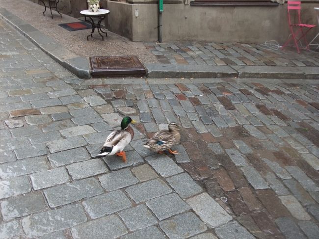 マガモが街を歩いてるなんて、日本じゃ考えられない。