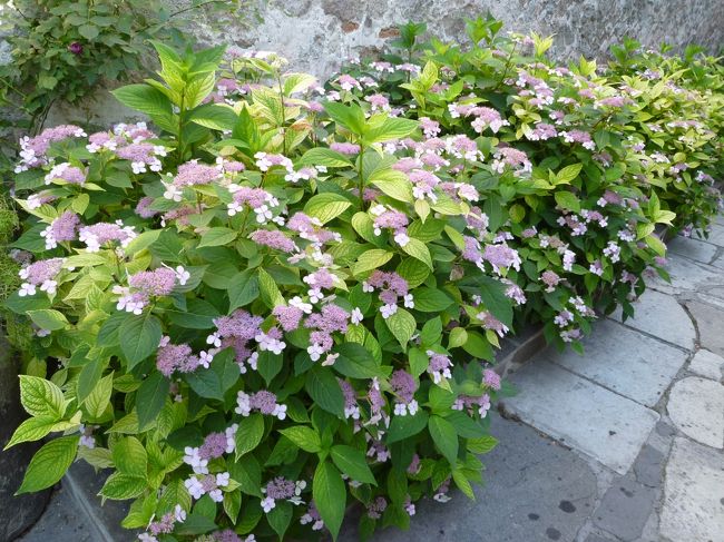 聖コンスタンティン・エレナ教会に咲いていたあじさい