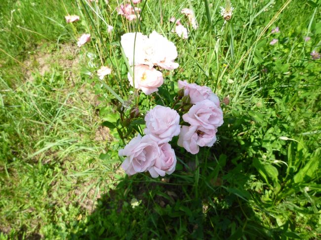 メインのバラは、少しだけ