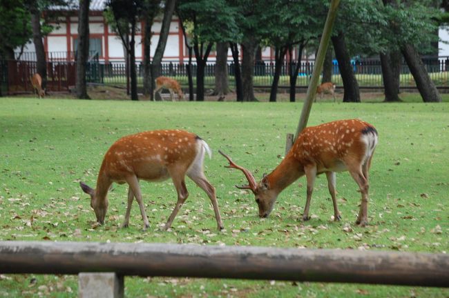 奈良公園と言えば、鹿です。