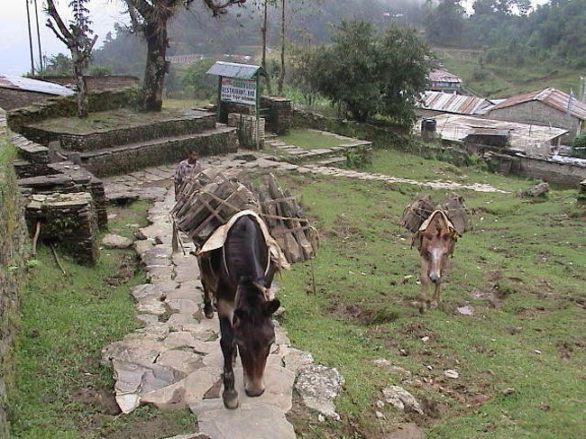 明け方から降り続いている雨のため、<br />足場はぬかるんでいるものの、<br />それなりに歩きやすい山道。<br /><br />道沿いには小さな村があり、<br />村人のほか、家畜とすれ違う。<br />しかし、家畜は道を譲ってくれない。