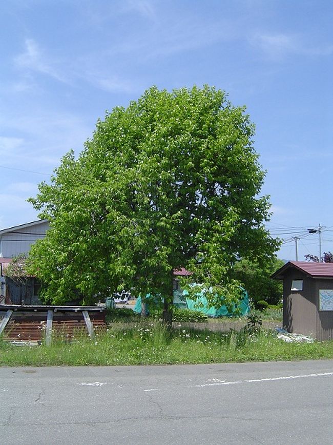 前回の旅で印象に残った柿の木です。