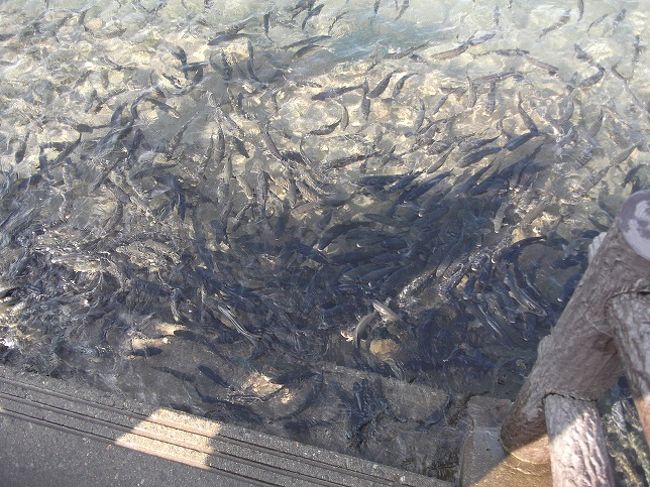 ウグイ<br />１９７２年から石灰石を使った酸性水の中和対策が始まり、１９９１年には抜本的な解決を目指して玉川酸性水中和処理施設が本運転を開始。湖水表層部は徐々に中性に近づき、ウグイが見られるまでになった。<br />田沢湖から辰子姫生誕の地へ向かうことにした。 <br /><br />