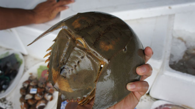 生きた化石カブトガニの味は如何に 世界の珍味シリーズ タイ サメット島 タイ の旅行記 ブログ By Taiさん フォートラベル