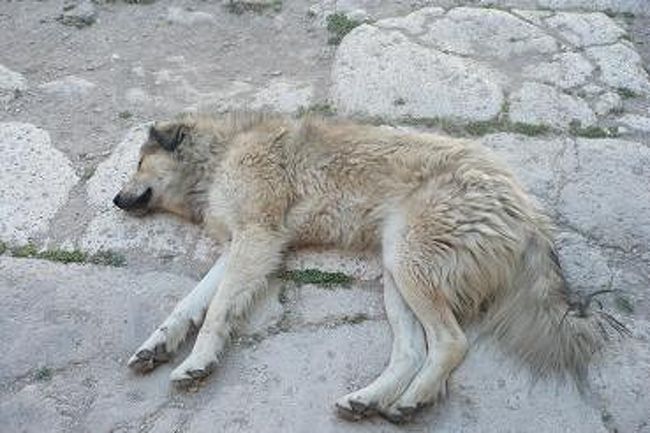 犬も、国がちゃんと保護してるらしく、<br />この話しの時、泣きました。<br />良かった良かったぁ。