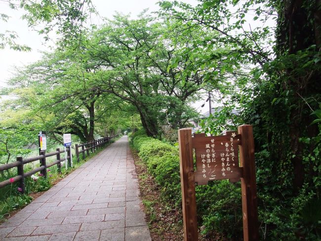 　芹川の南側には遊歩道が整備され、桜も植えられ、四季を通じて楽しめるようになっています。
