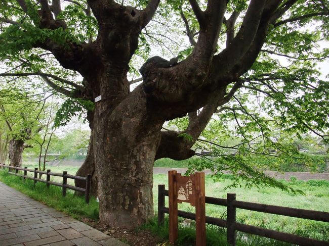 　これはヒノキ並木の中でも特に立派で、「大老の樹」と名前の付いた檜です。井伊直弼公の樹？でしょうか。